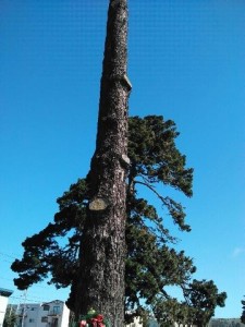 busto de la Guadalupana en rama del árbol en el panteón Olivett en la ciudad de Colma California